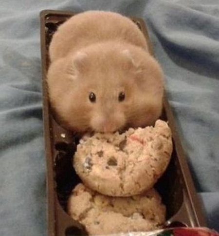 과자인척 하는 쥐@@